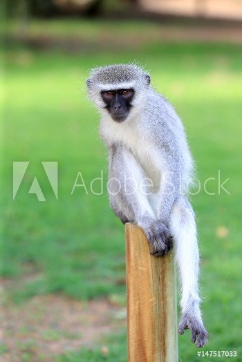 Picture of koczkodan Vervet Monkey Chlorocebus pygerythrus w parku narodowym Augrabies